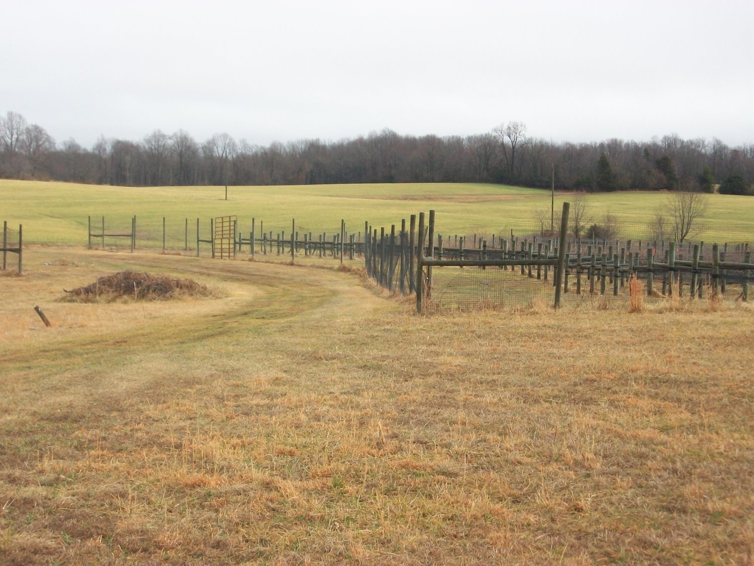 Image for 29 ACRES WITH 4 ACRES OF VINES PLANTED FOR SALE- CHATHAM, VA