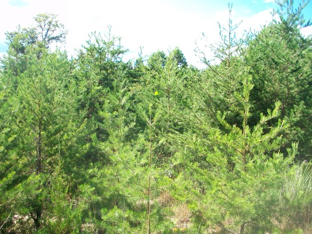 Image for ABSOLUTE TRUSTEE AUCTION - 10.98 ACRES OF VACANT LAND ESMONT, VA - ALBEMARLE COUNTY