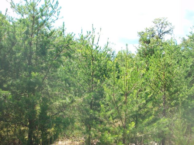 Image for ABSOLUTE TRUSTEE AUCTION - 10.98 ACRES OF VACANT LAND ESMONT, VA - ALBEMARLE COUNTY