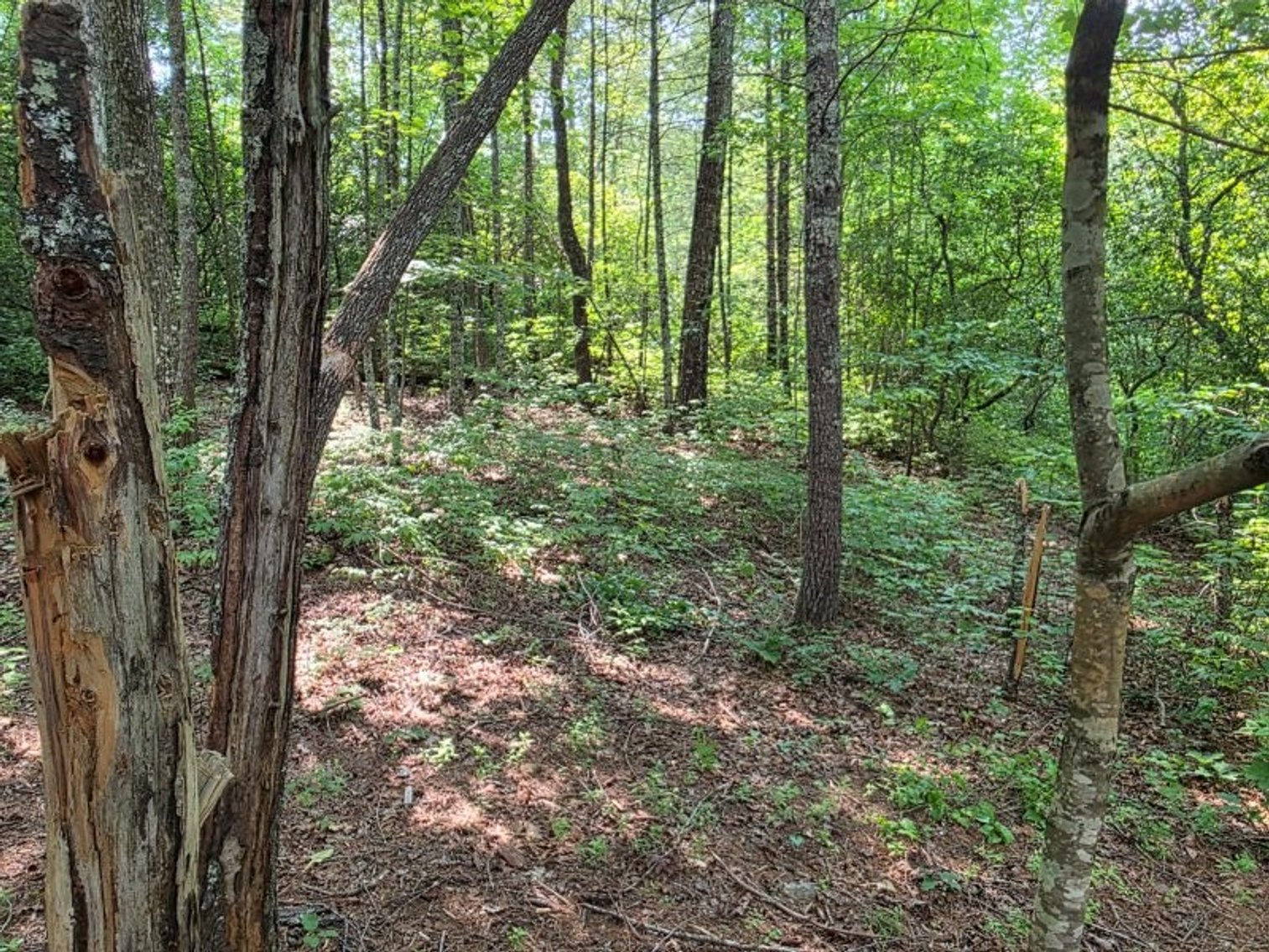 Image for Lake Burton Foreclosure Auction