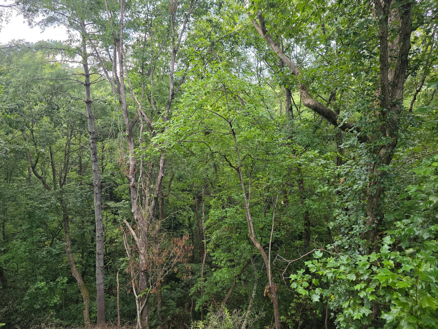 Image for RV Campground & Vacation Cabins Resort in North Georgia Mountains