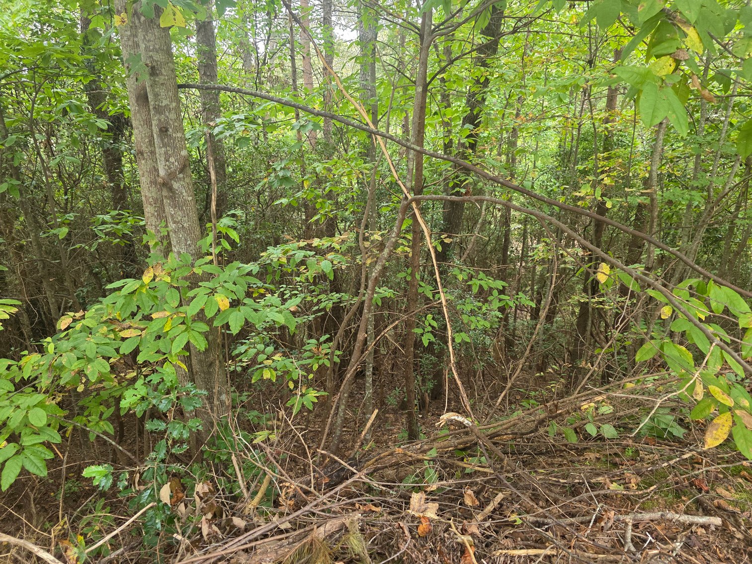 Image for 2 +/- Acre Lot in Innsbruck Golf Resort