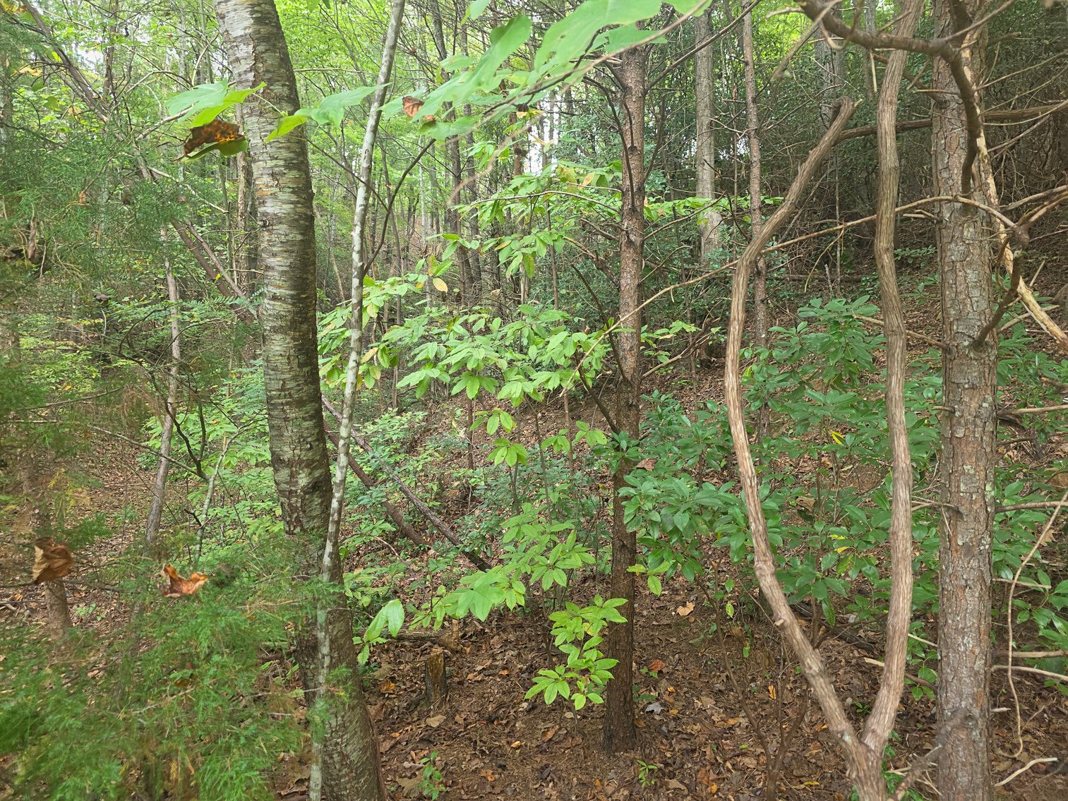 Image for 2 +/- Acre Lot in Innsbruck Golf Resort