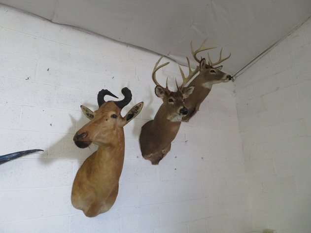 Image for Sportsman and Tremendous Taxidermy Sale