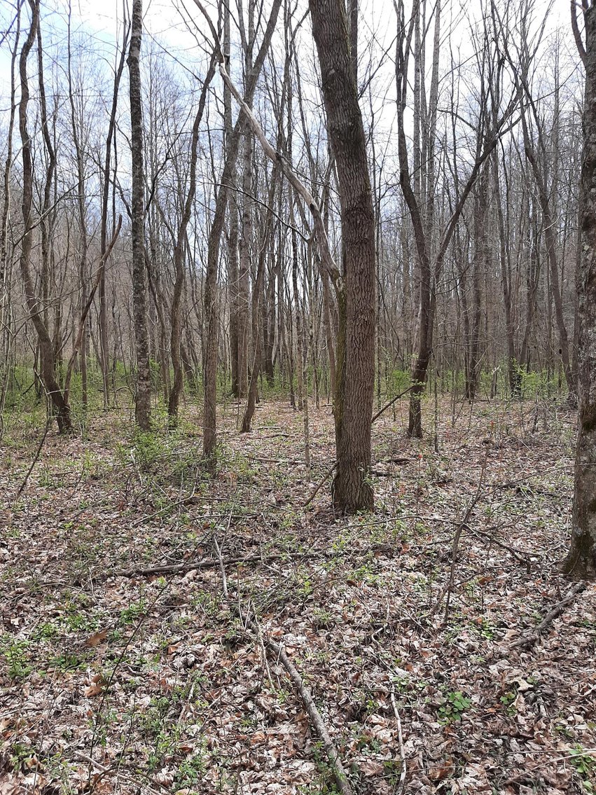 Image for SOLD $132,000 - 121 Acres in Wyoming County Selling to the Highest Bidder