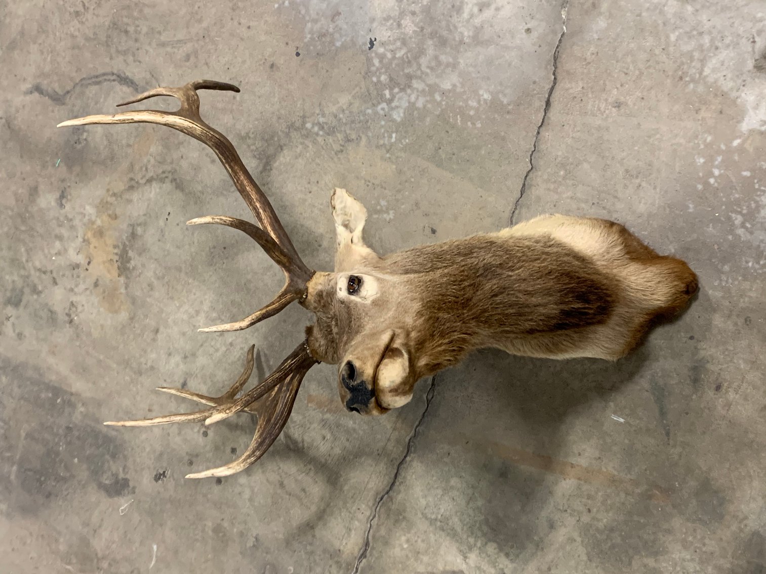 Image for Winter 2024 Guns, Knives, Taxidermy Auction