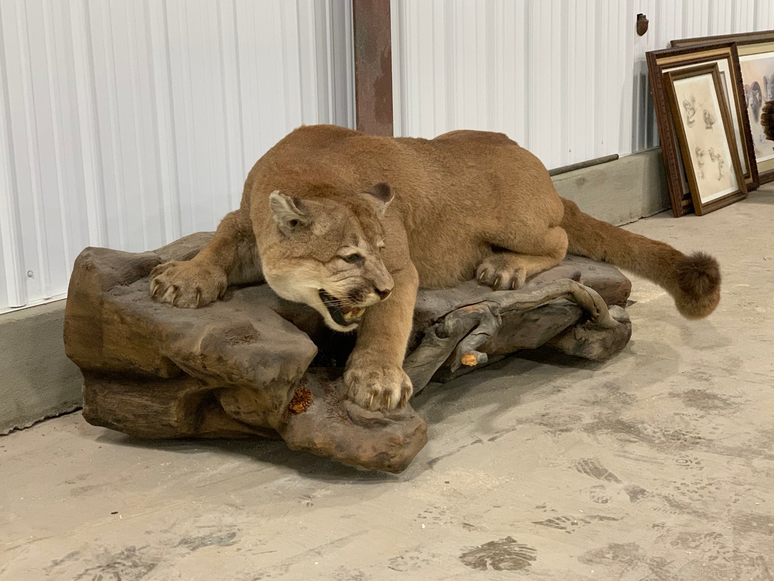 Image for Winter 2024 Guns, Knives, Taxidermy Auction