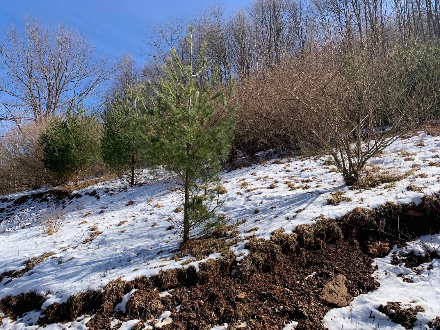 Image for SOLD $96,250 - 4 Bedroom on 4 Acres in Buckhannon