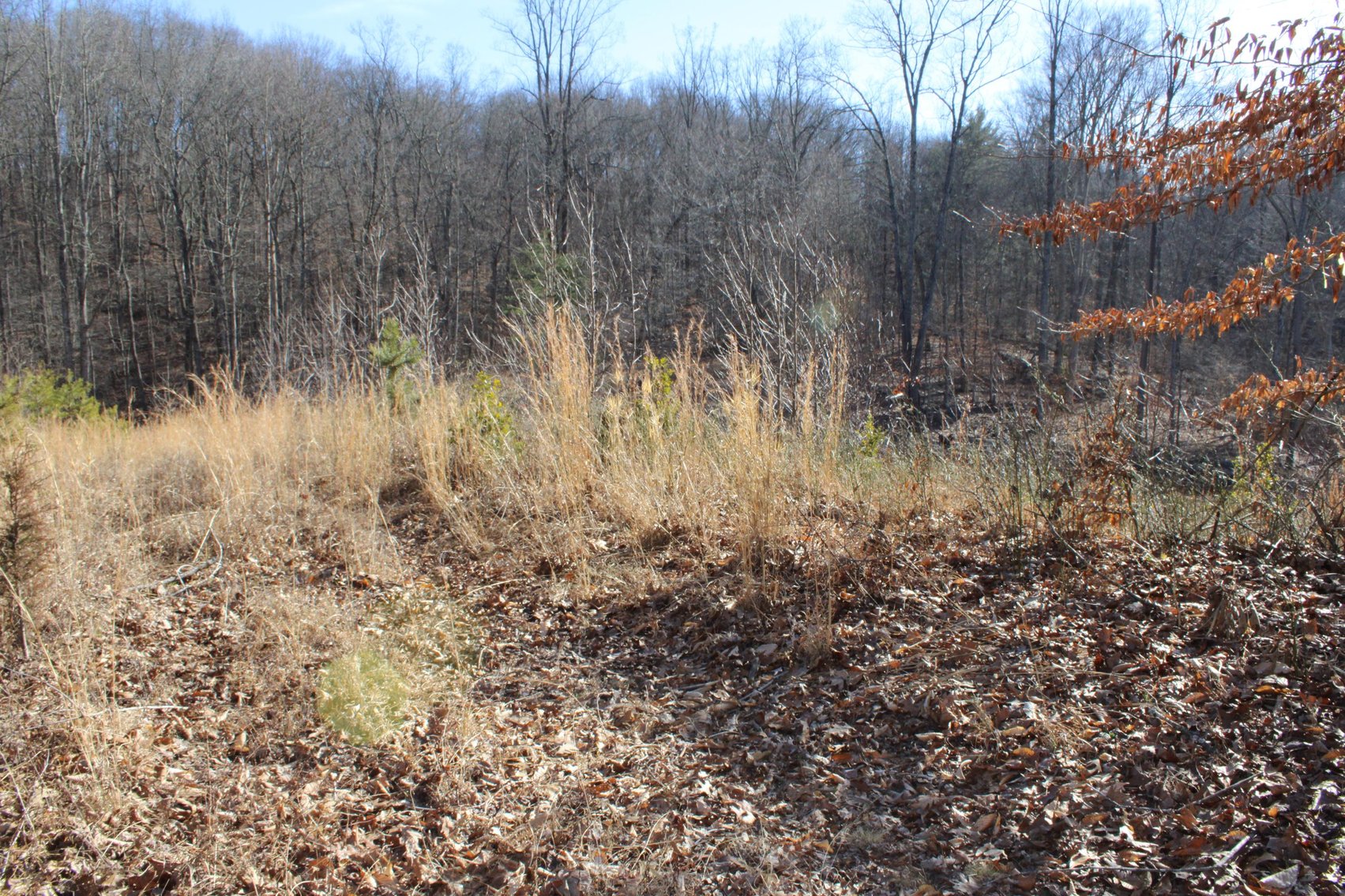 Image for SOLD $199,100 - Over 50 Acres in Winfield Selling to Highest Bidders