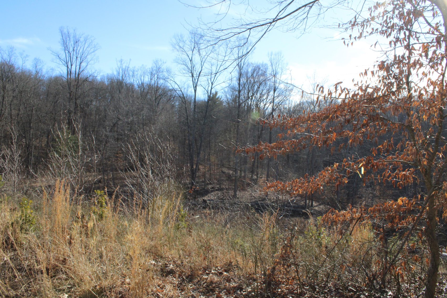 Image for SOLD $199,100 - Over 50 Acres in Winfield Selling to Highest Bidders