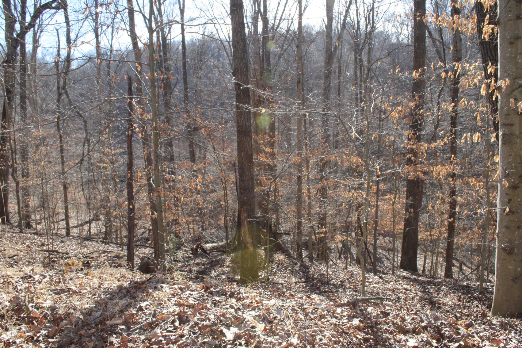 Image for SOLD $199,100 - Over 50 Acres in Winfield Selling to Highest Bidders