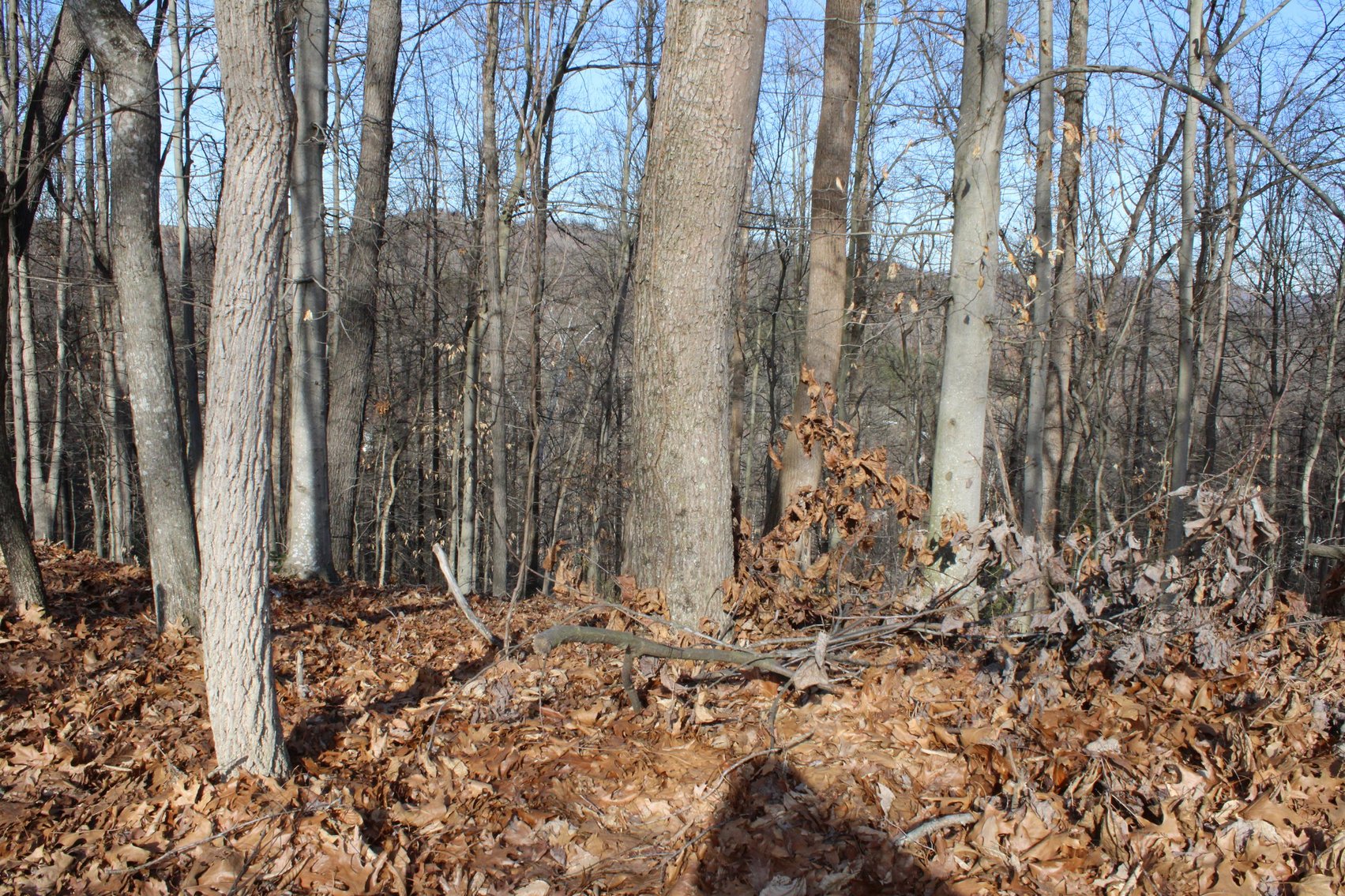 Image for SOLD $199,100 - Over 50 Acres in Winfield Selling to Highest Bidders