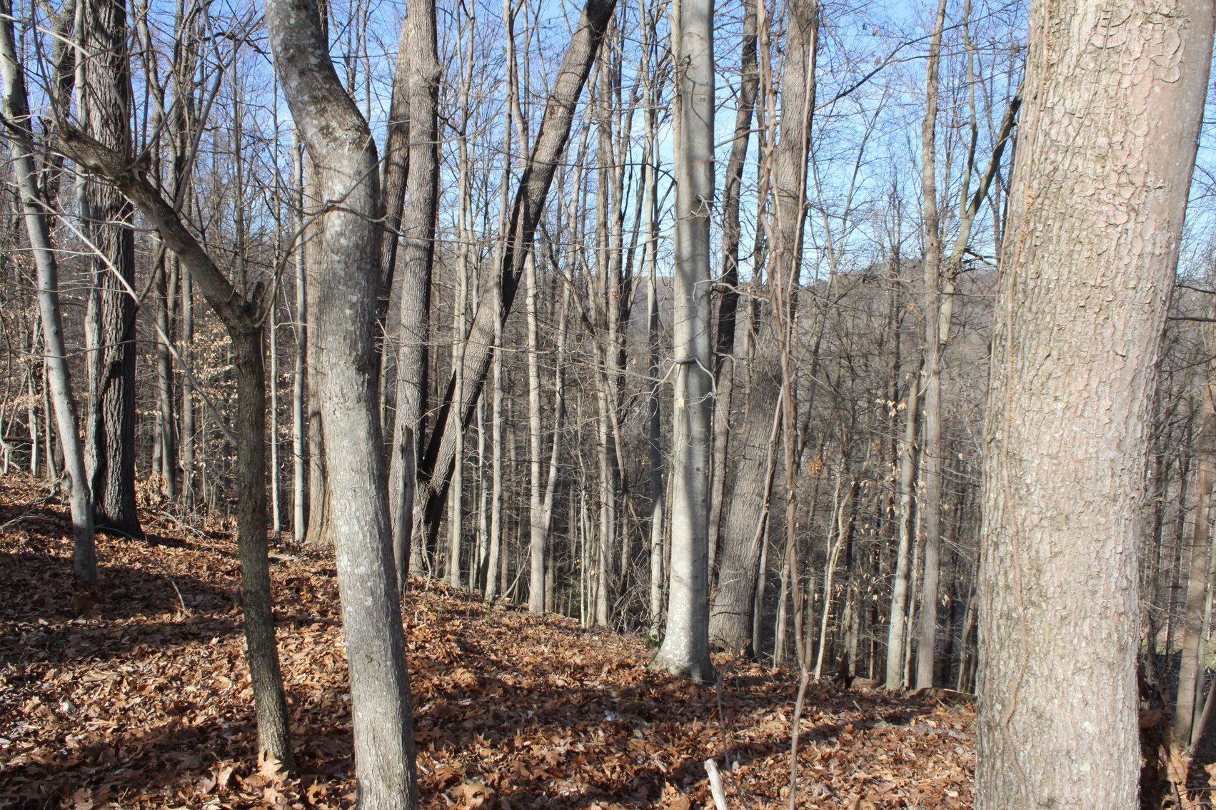 Image for SOLD $199,100 - Over 50 Acres in Winfield Selling to Highest Bidders