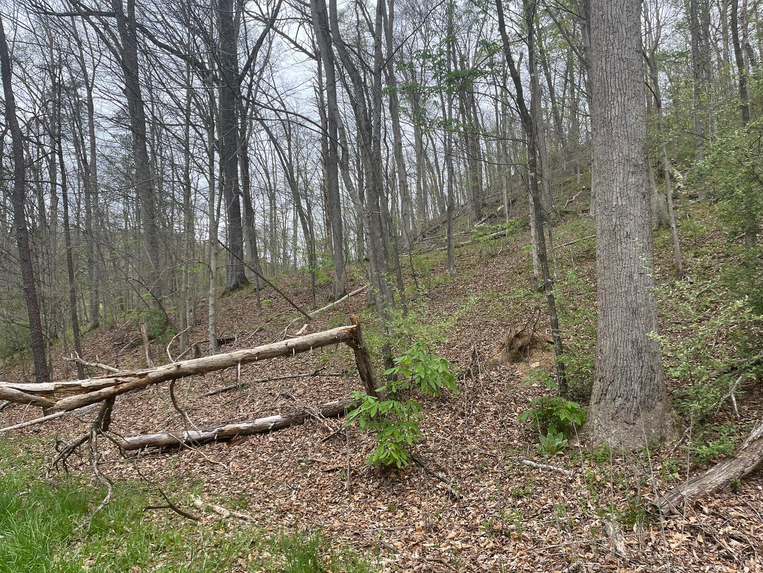 Image for SOLD $75,900 - Updated 3 Bedroom in Charleston