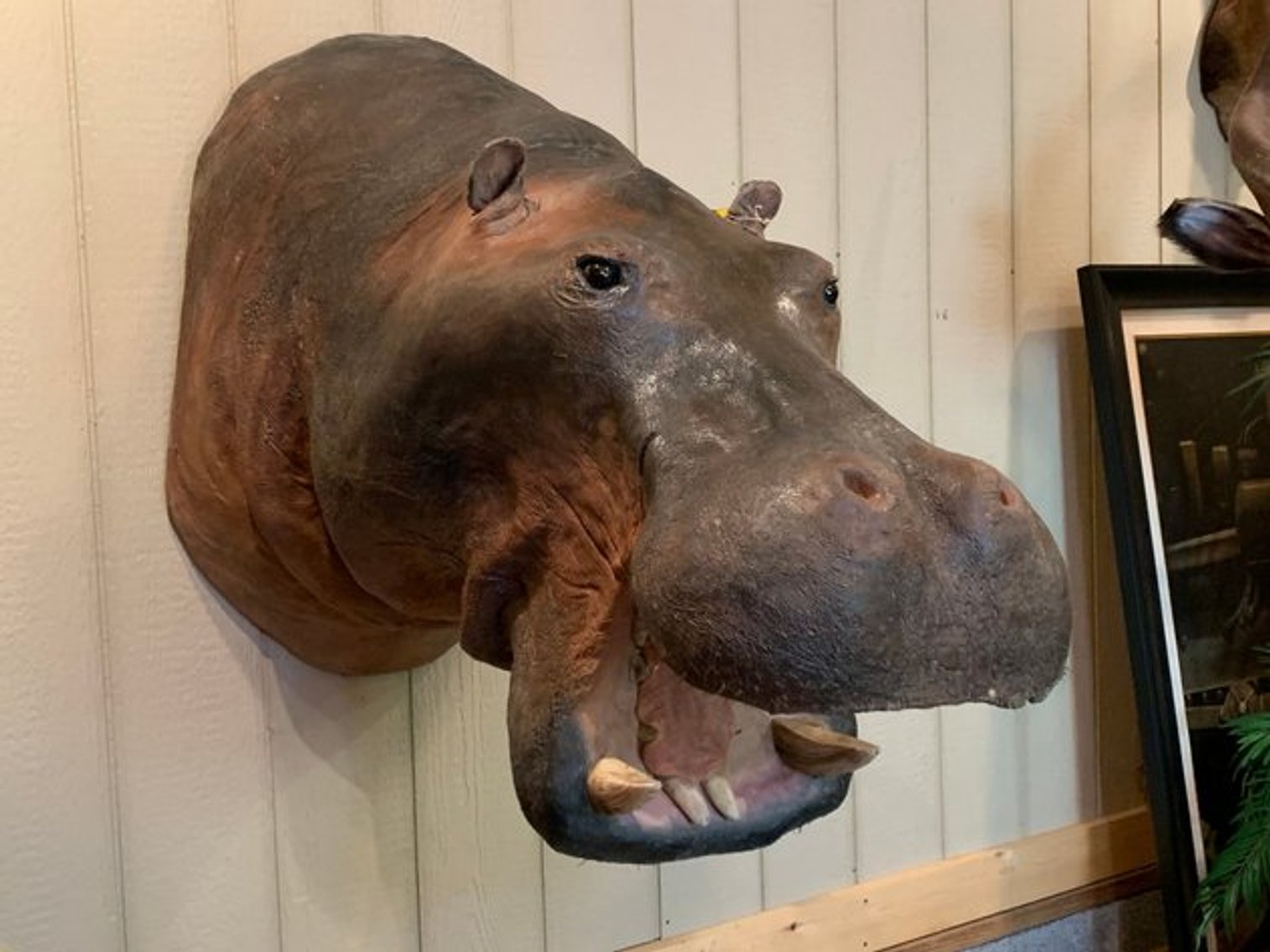 Image for Jane Lew, WV - Spring 2025 Gun Auction: Over 550 Guns! Day 1 of 2!