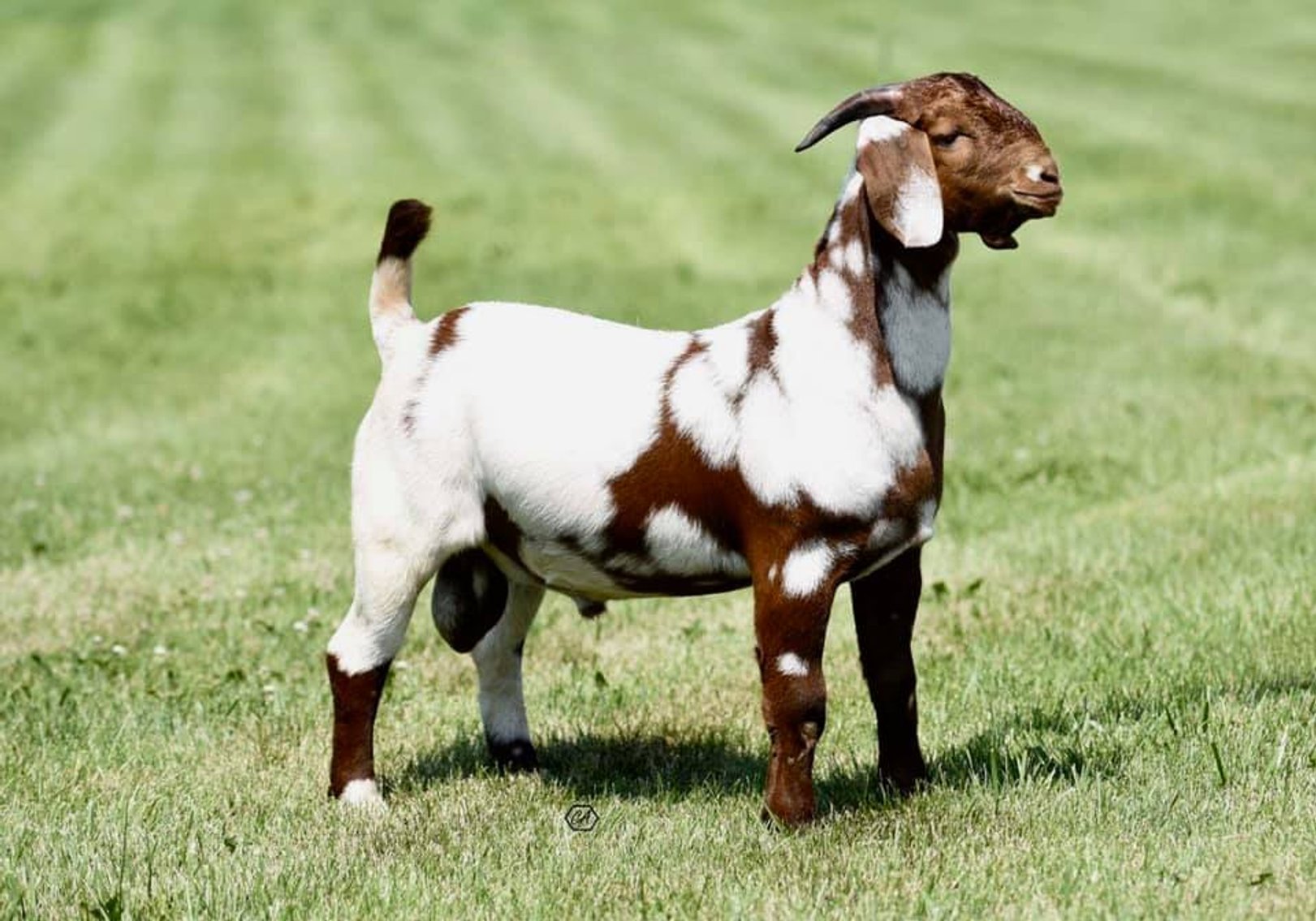 Image for VA Is For Boer Goat Lovers Sale