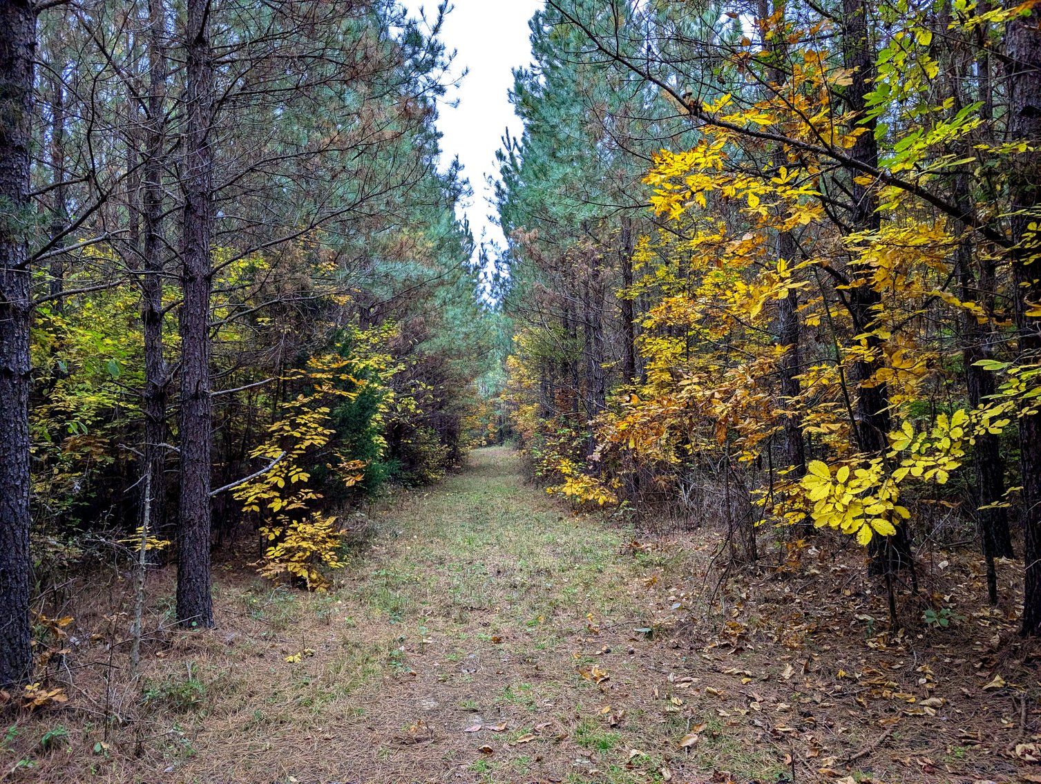 Image for Three Tracts of Land - Halifax County VA