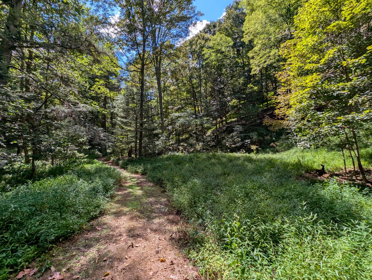 Image for Cabin On 60 Acres Near Criders VA