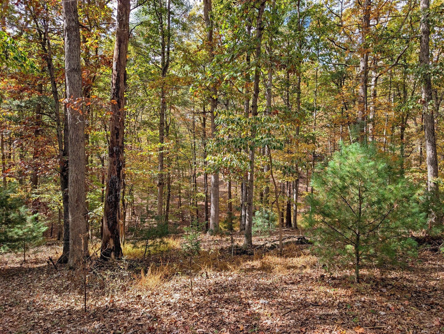 Image for Cabin On 5 Acres Near Broadway VA