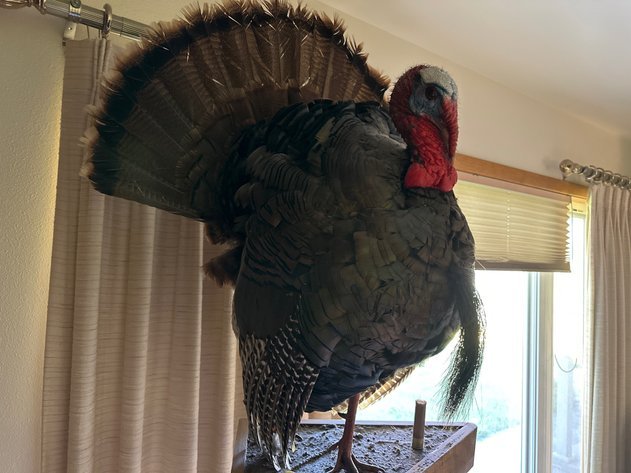 Image for Baldwin Estate