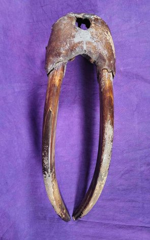 Image for Alaska Vipers Fastpitch Softball