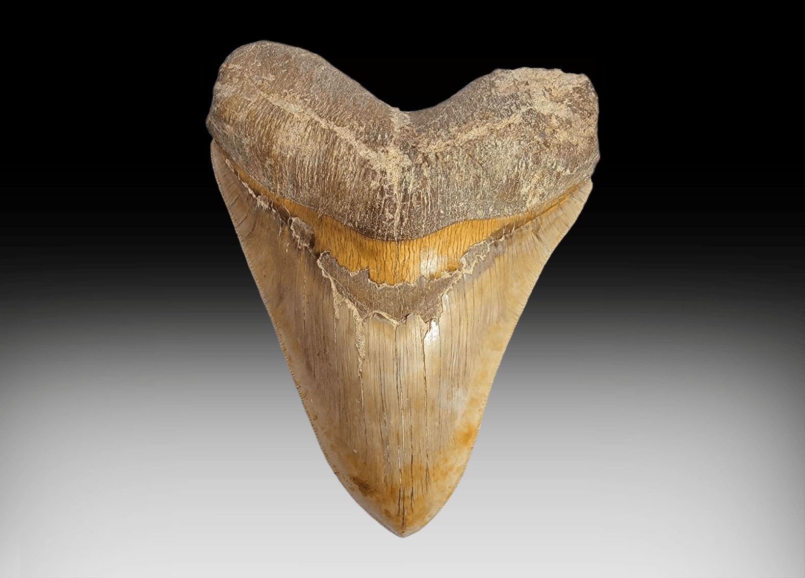 Image for New Year's 2024 Premier Auction