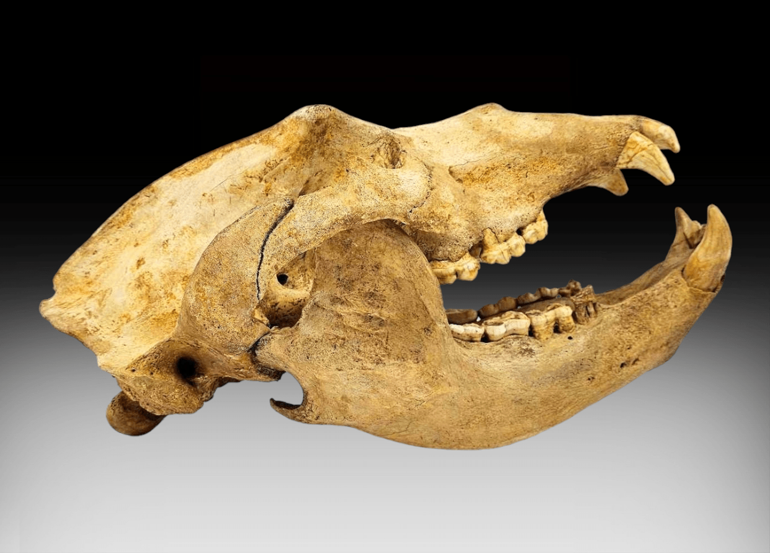 Image for New Year's 2024 Premier Auction