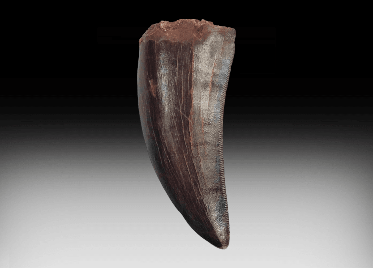 Image for New Year's 2024 Premier Auction