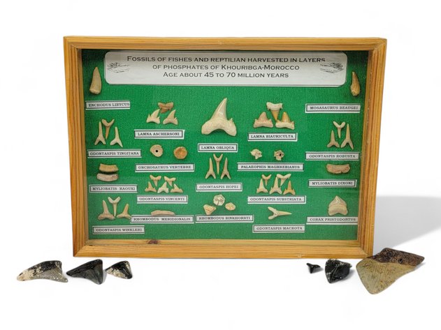 Image for May 2025 Curiosities Auction