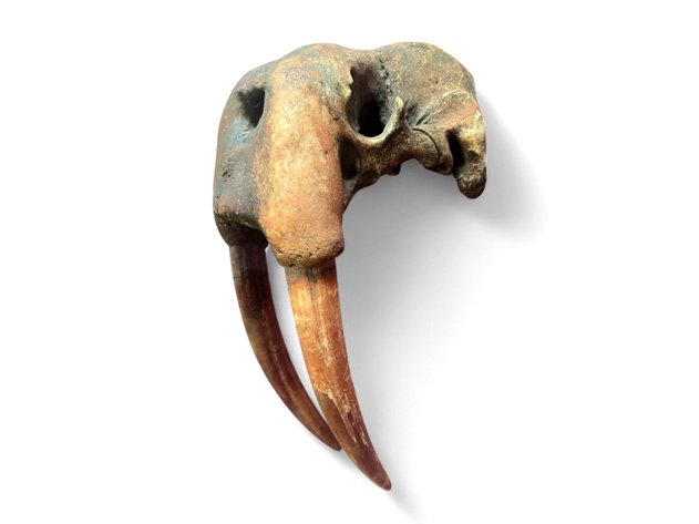 Image for September 2025 Premier Auction