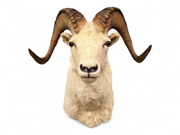 Image for January 2026 Curiosities Auction