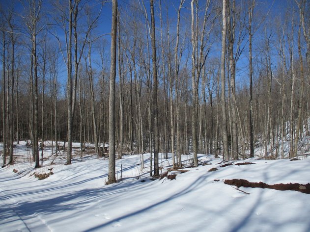 Image for 3 Wooded Vacant Lots Bordering Copper Falls State Park, Near Mellen - Ashland County, WI