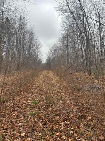 Image for Remote 320± Acre Michigan Parcel - Outdoor Freedom With Forestry Program Perks Near Bessemer - Gogebic County, MI