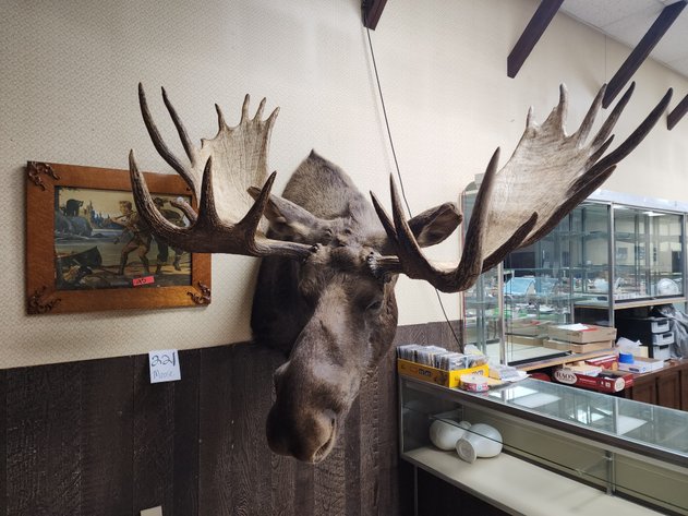Image for 240815 August 15-20 Sporting, Gun, Coin & Taxidermy Auction