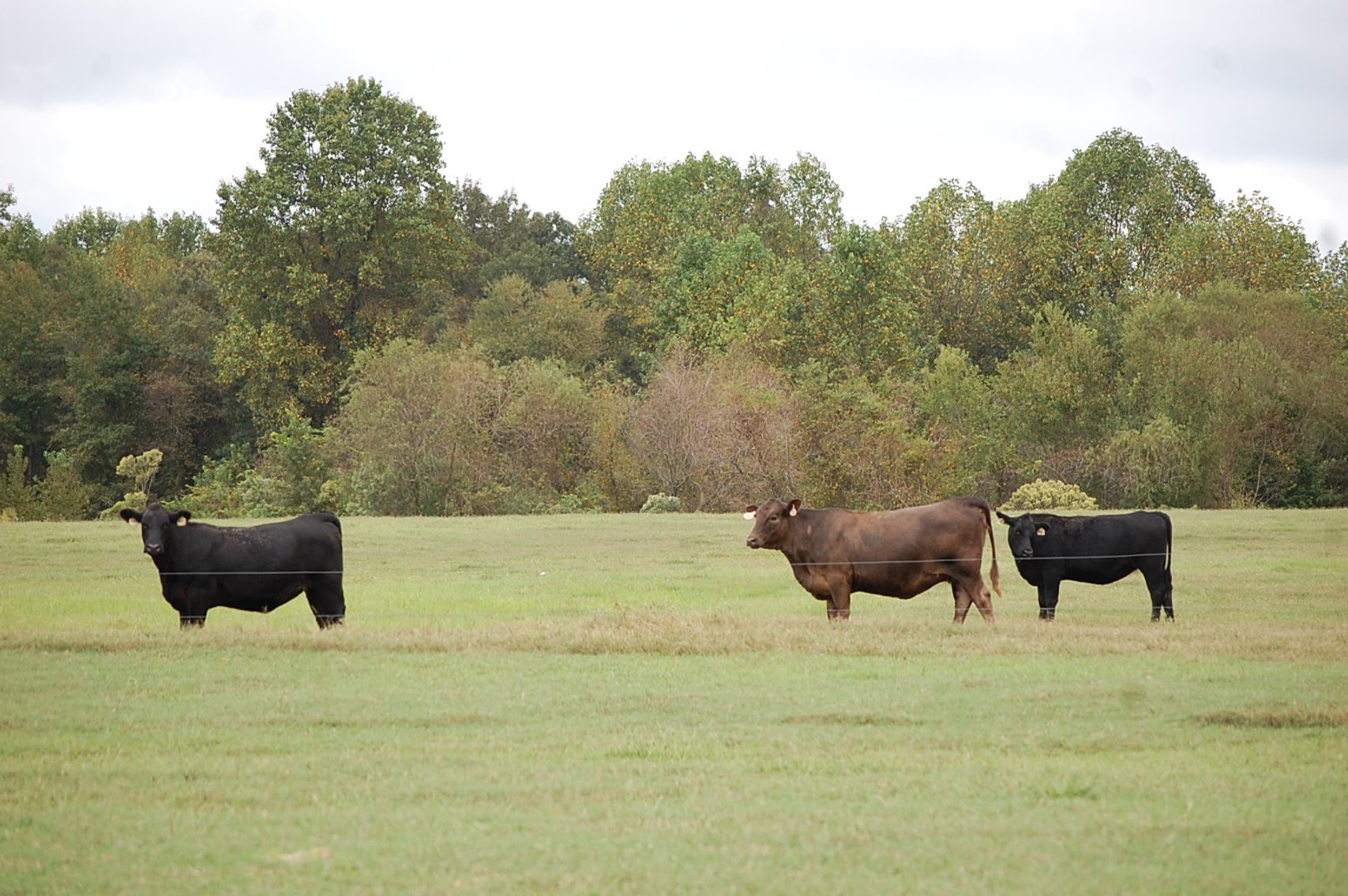 Image for Cattle Auction - October 26