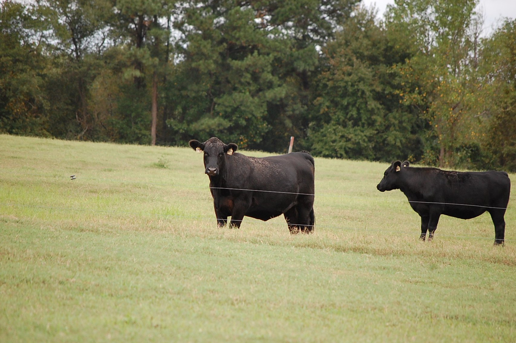 Image for Cattle Auction - October 26