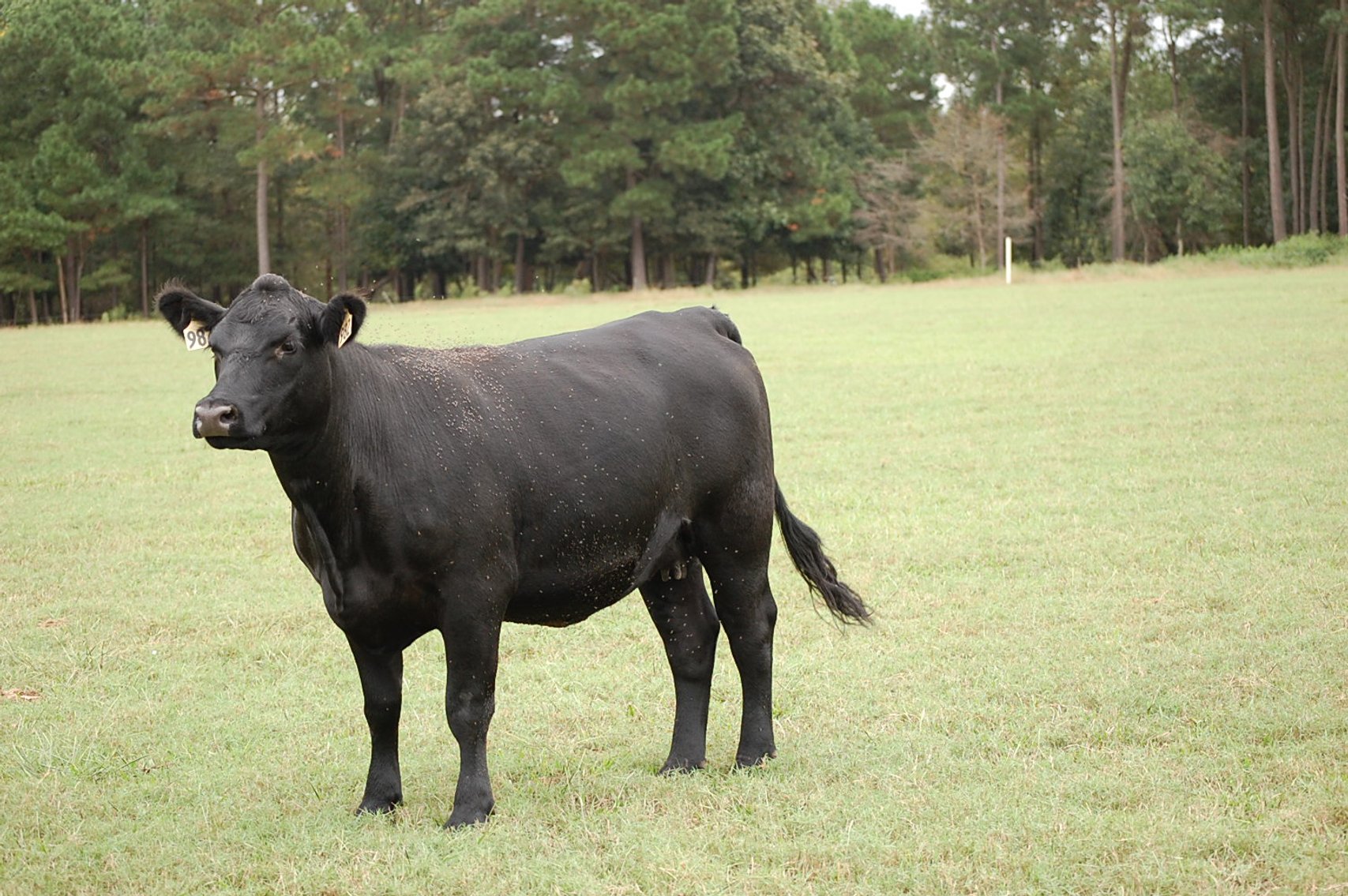 Image for Cattle Auction - October 26
