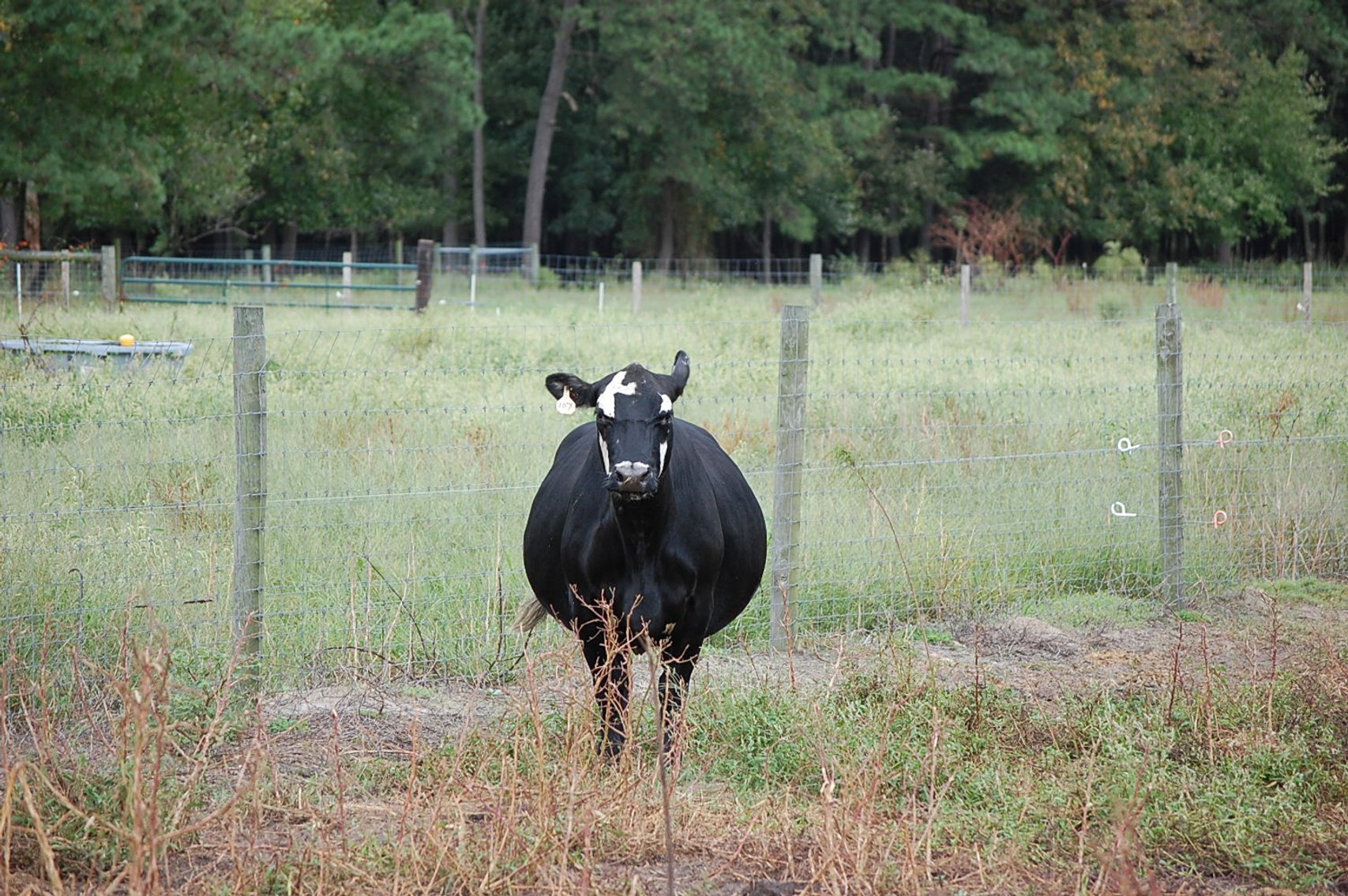 Image for Cattle Auction - October 26