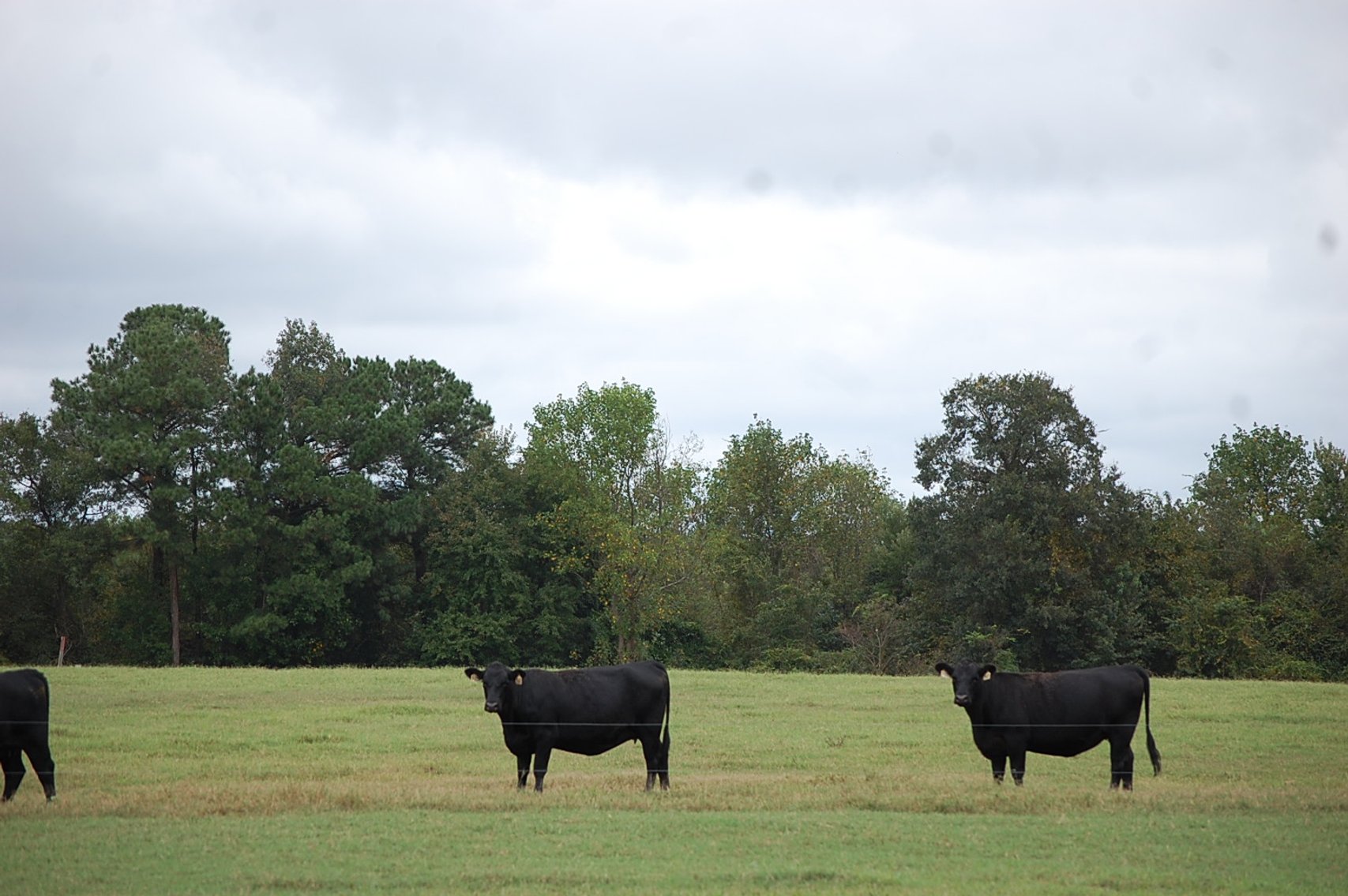 Image for Cattle Auction - October 26