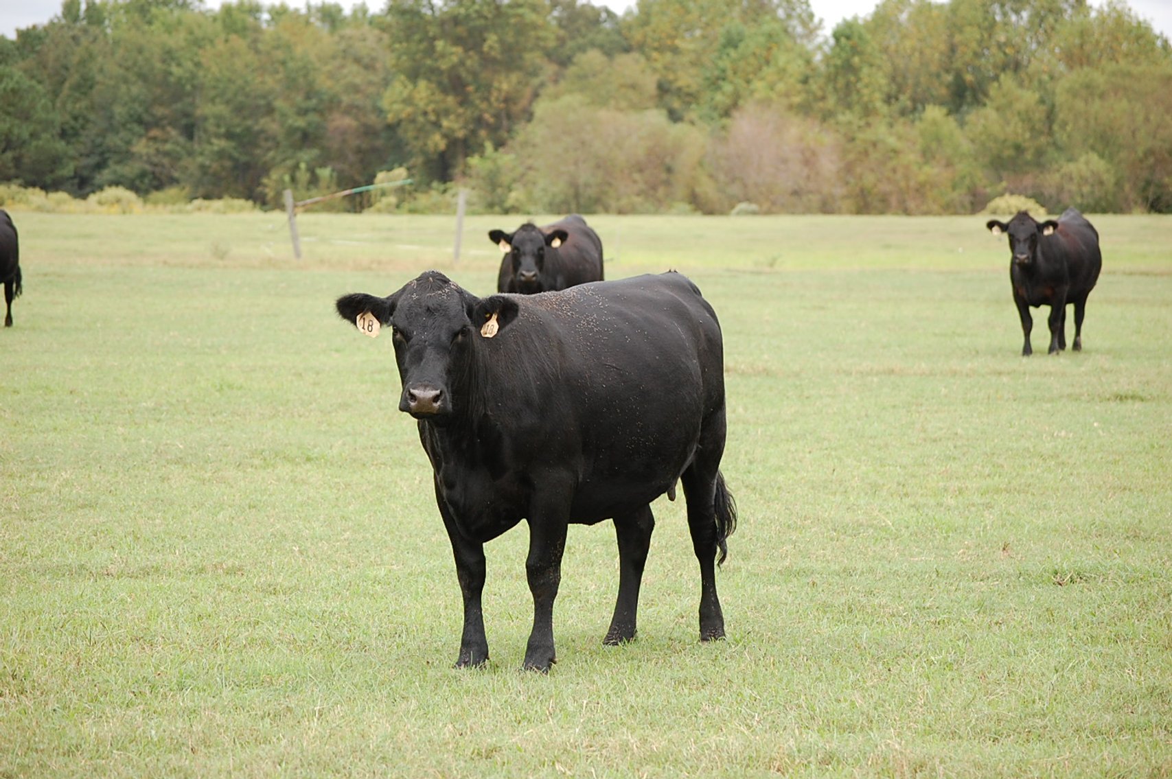 Image for Cattle Auction - October 26