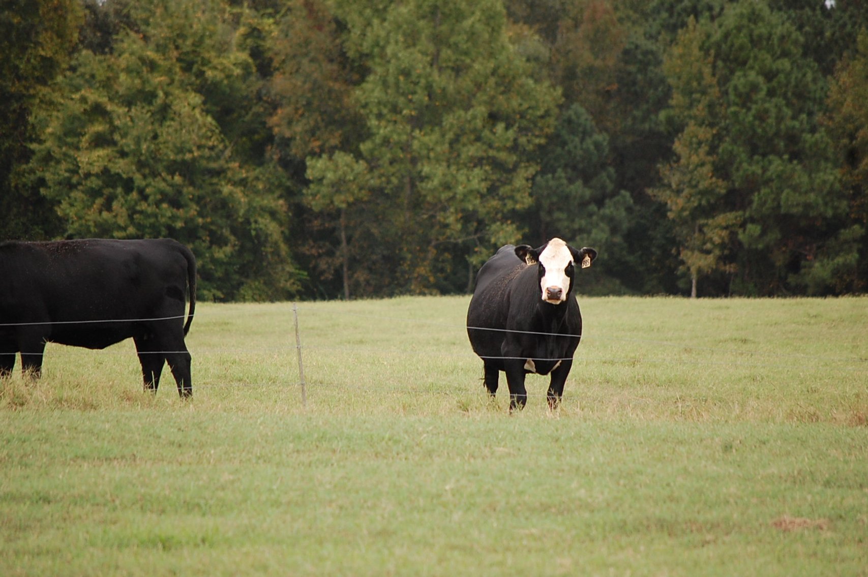 Image for Cattle Auction - October 26