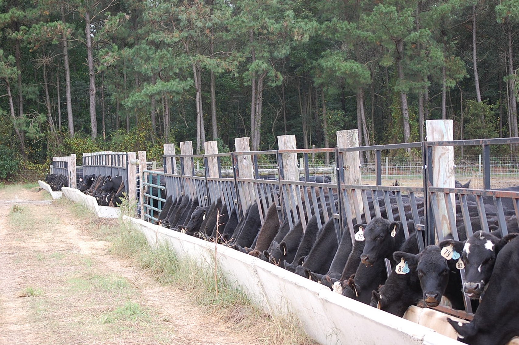 Image for Cattle Auction - October 26