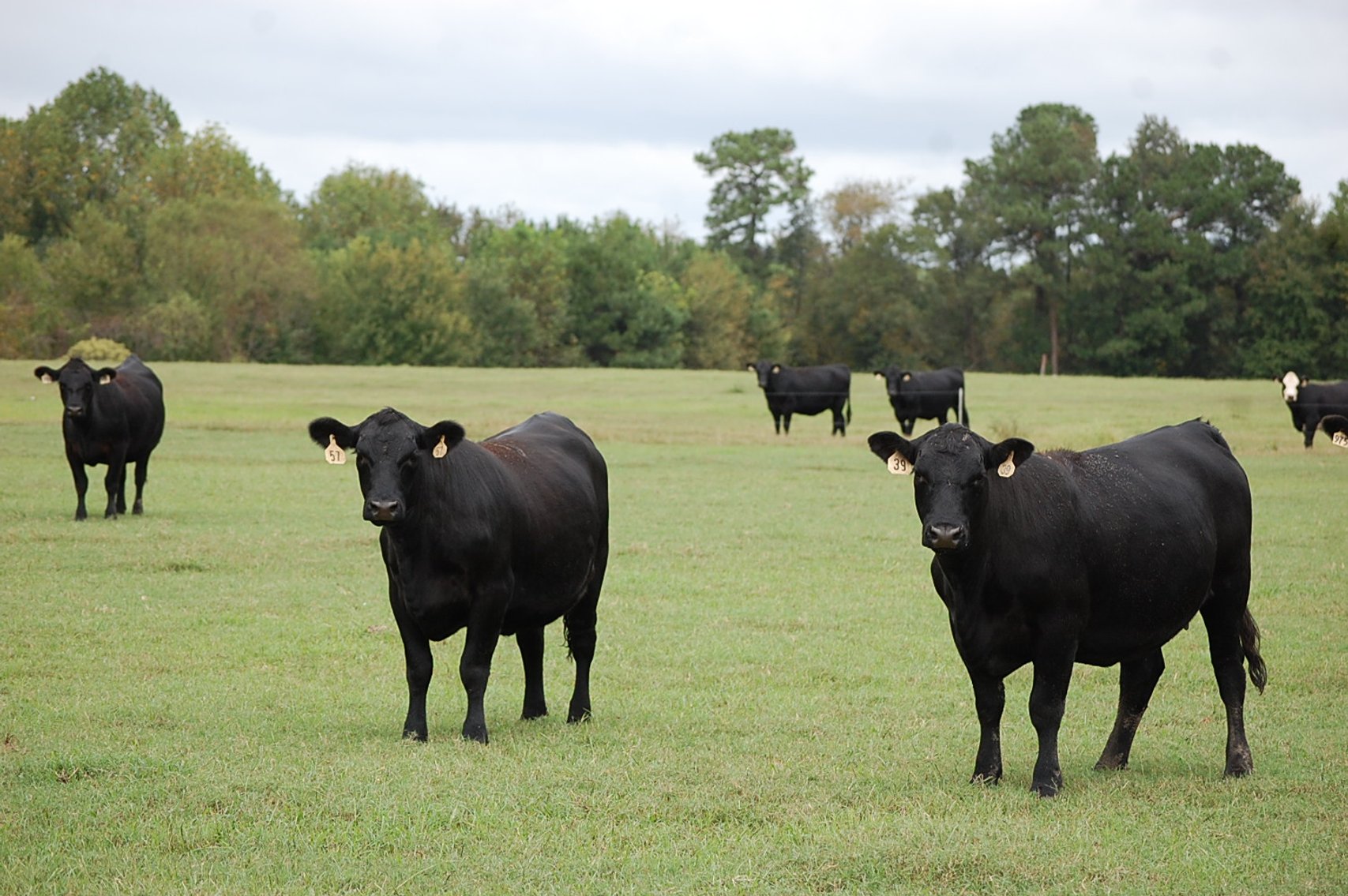 Image for Cattle Auction - October 26