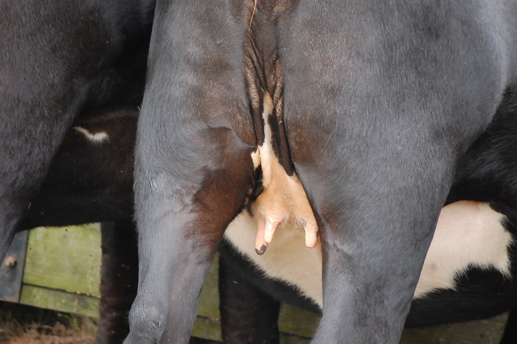 Image for Cattle Auction - October 26