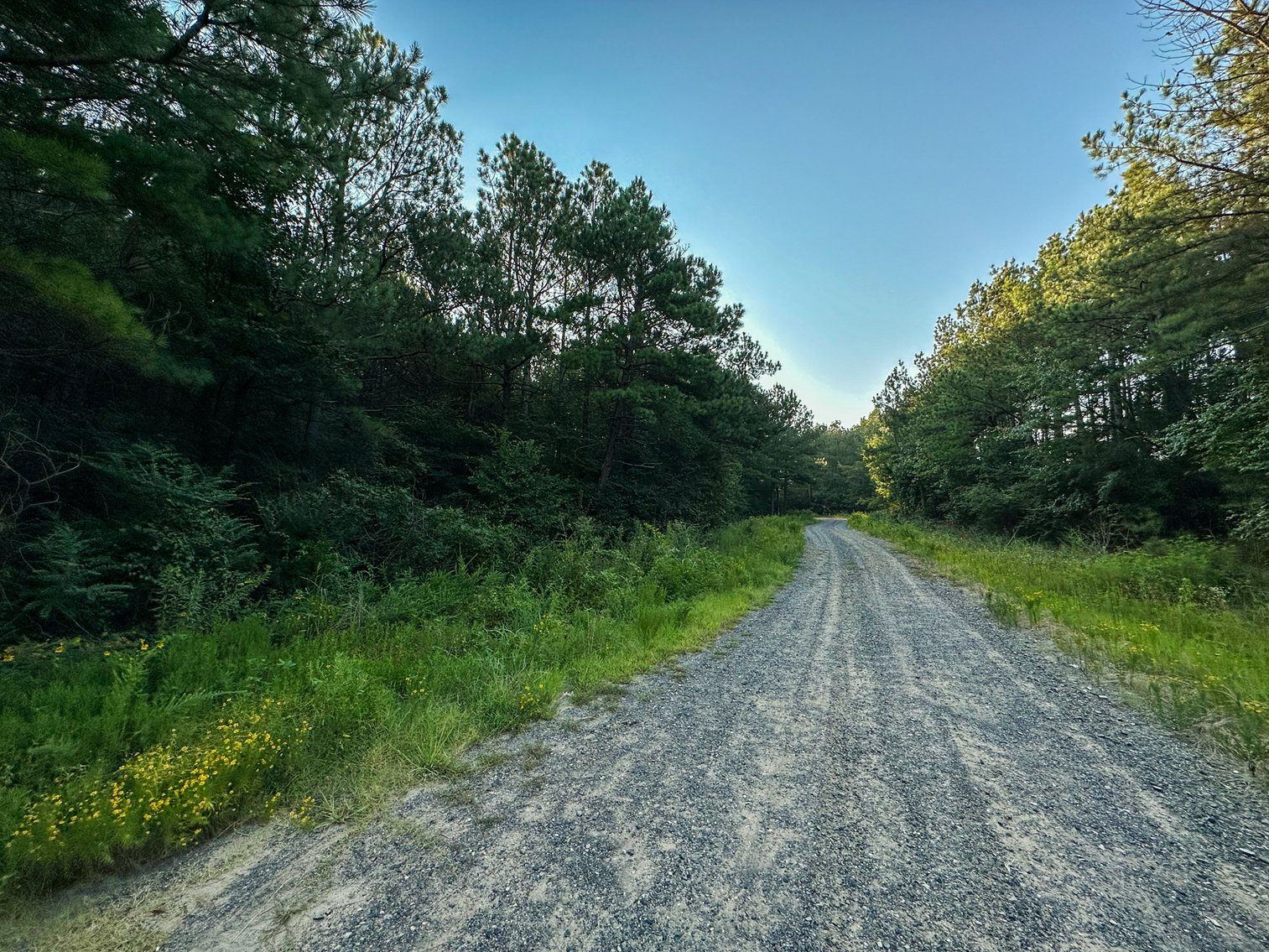 Image for Mena Timber Land | 4,636 Acres Auction