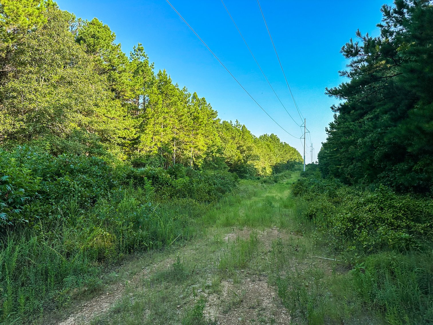 Image for Mena Timber Land | 4,636 Acres Auction