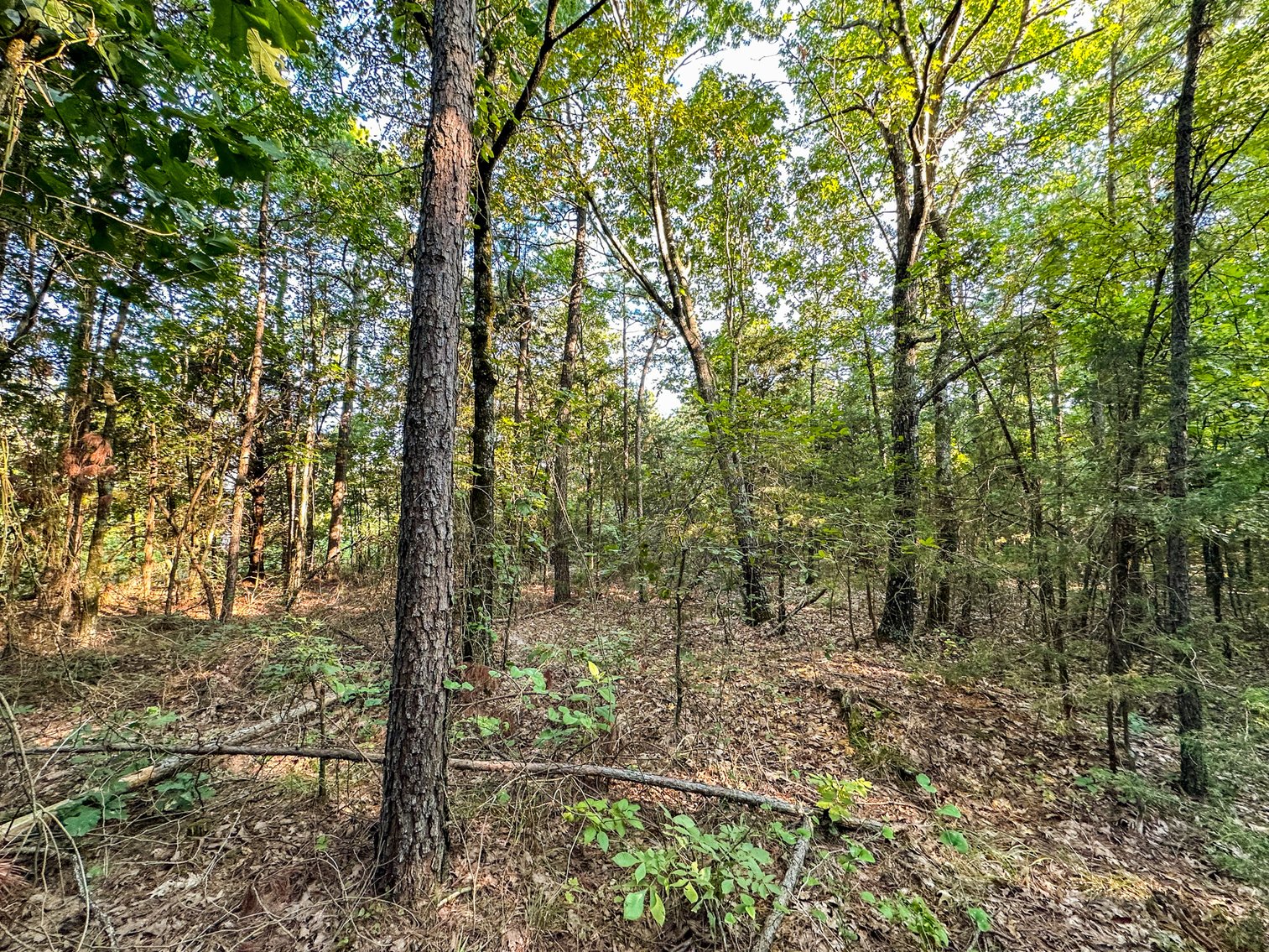 Image for Mena Timber Land | 4,636 Acres Auction