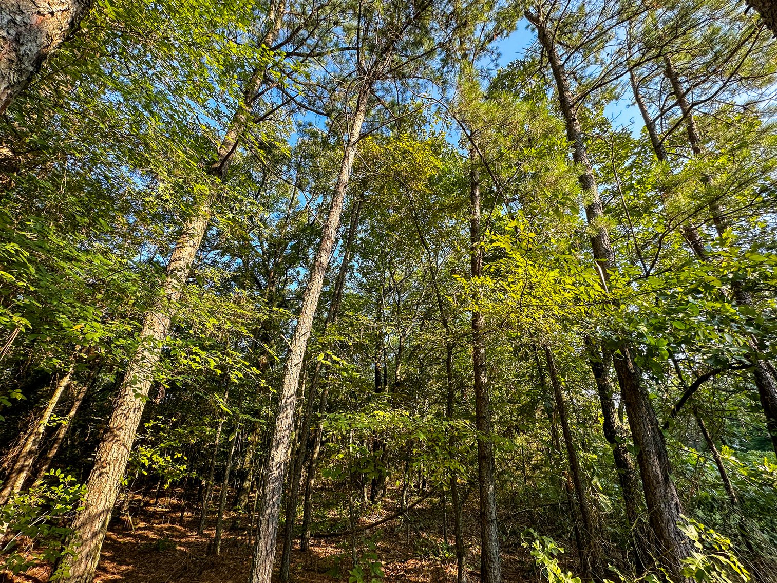 Image for Mena Timber Land | 4,636 Acres Auction