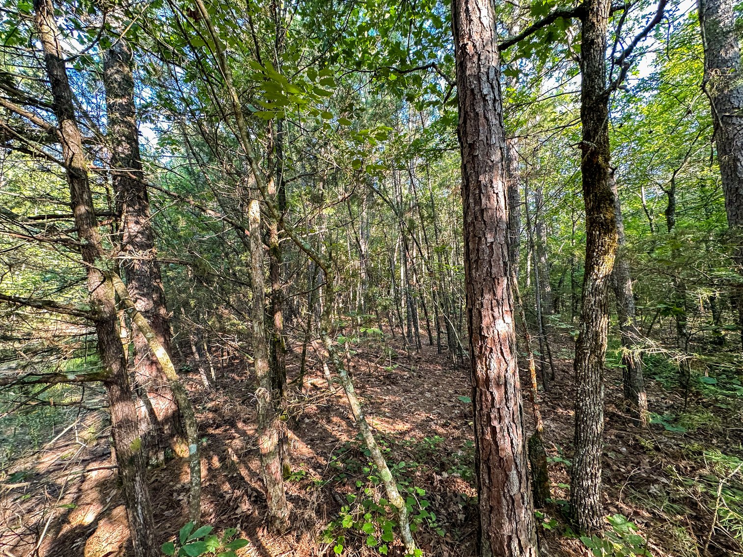 Image for Mena Timber Land | 4,636 Acres Auction