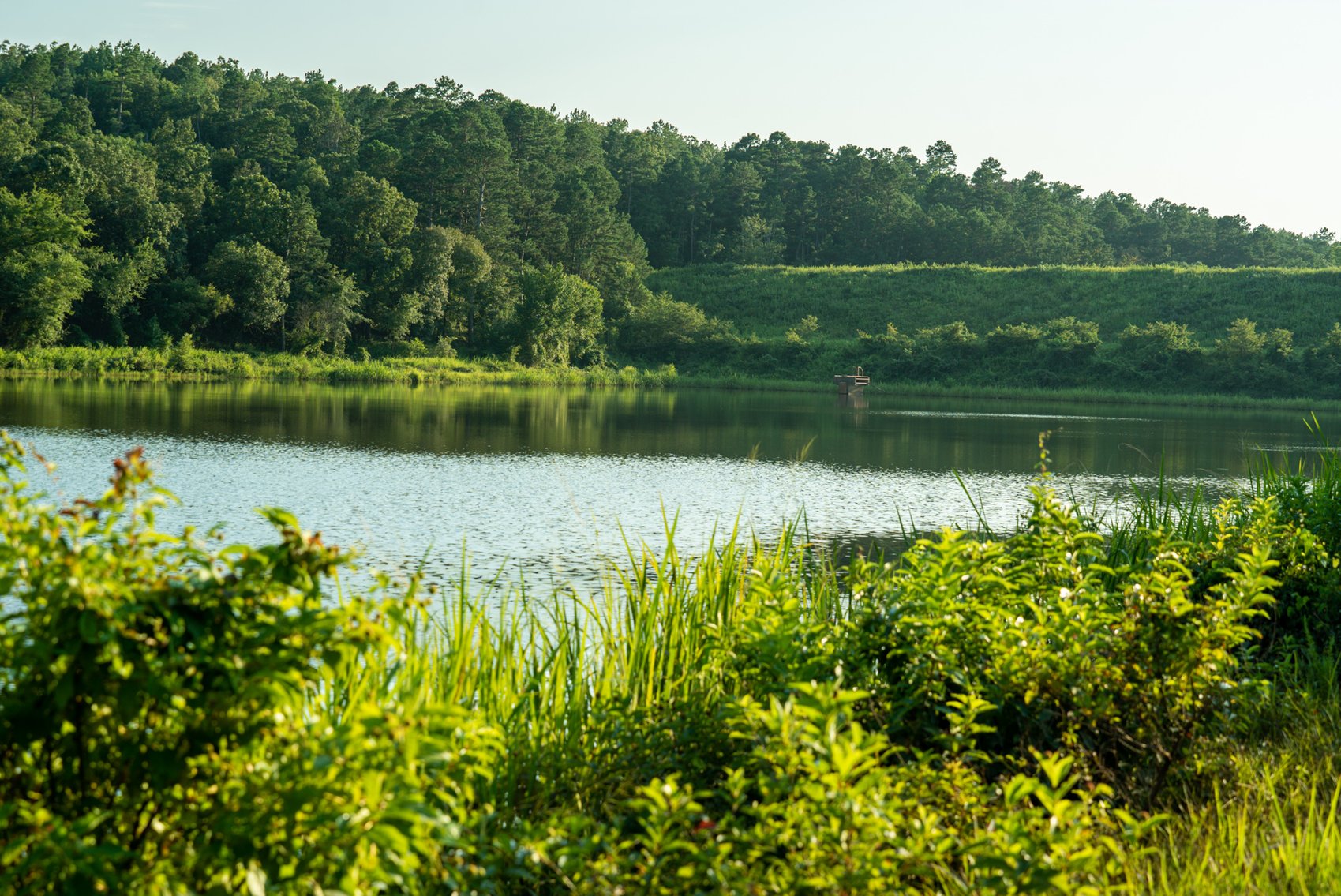 Image for Mena Timber Land | 4,636 Acres Auction